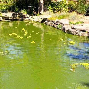 0013824_remove-pond-algae_900