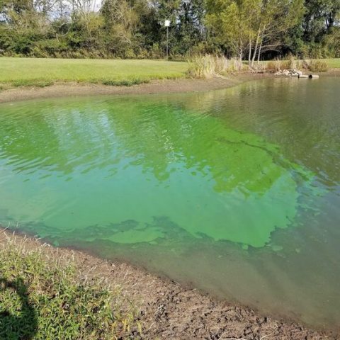 cyanobacteria-in-pond-640x480