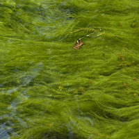 pond-algae-flowing